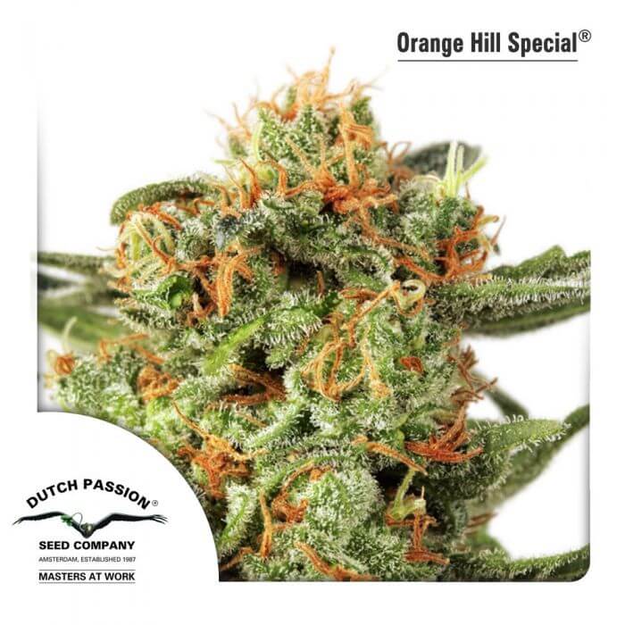orange-hill-special_4611_1_20200326204406_