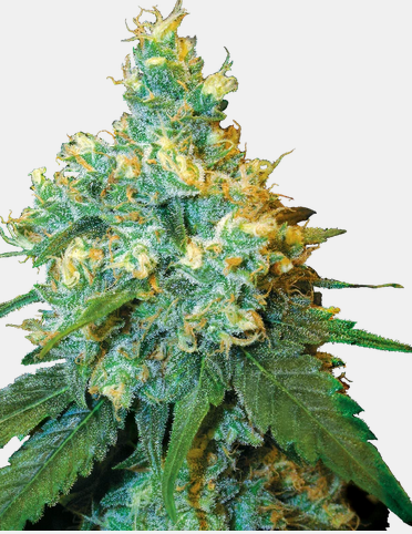Jack Herer® Féminisées
