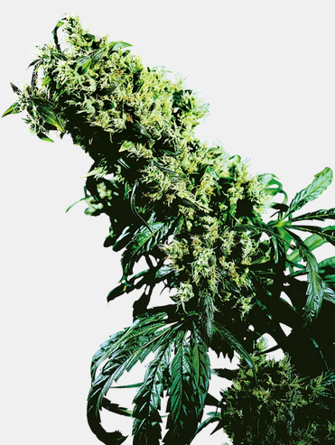 Northern Lights #5 x Haze Féminisées