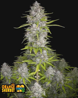 Orange Sherbet Auto