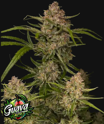 Guava Auto™