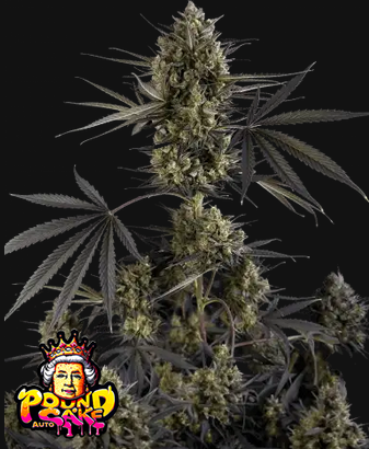 Pound Cake Auto™
