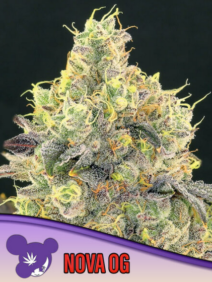 Nova OG
