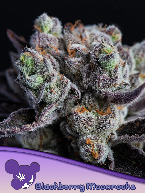 Blackberry-Moonrocks-600x800-1