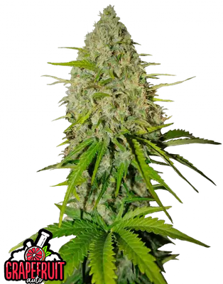 Grapefruit Auto
