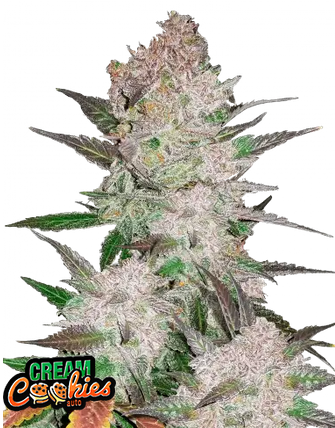 Cream Cookies Auto