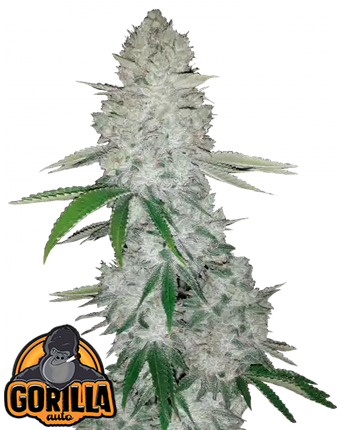 Gorilla glue Auto