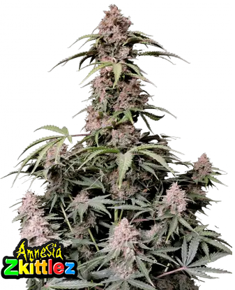 AMNESIA ZKITTLEZ