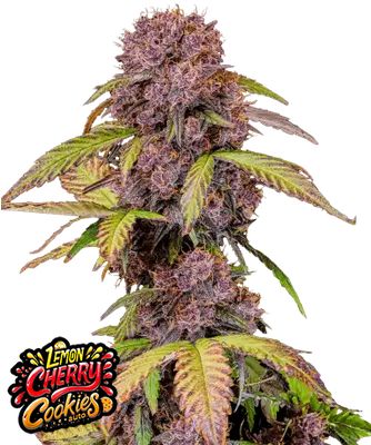 Lemon Cherry Cookies Auto
