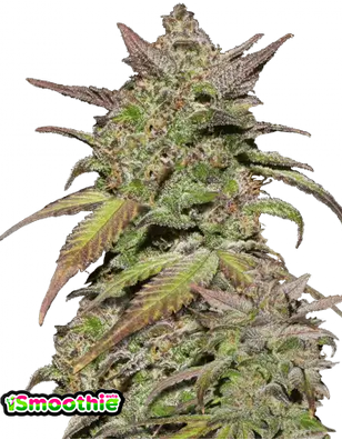 Smoothie Auto