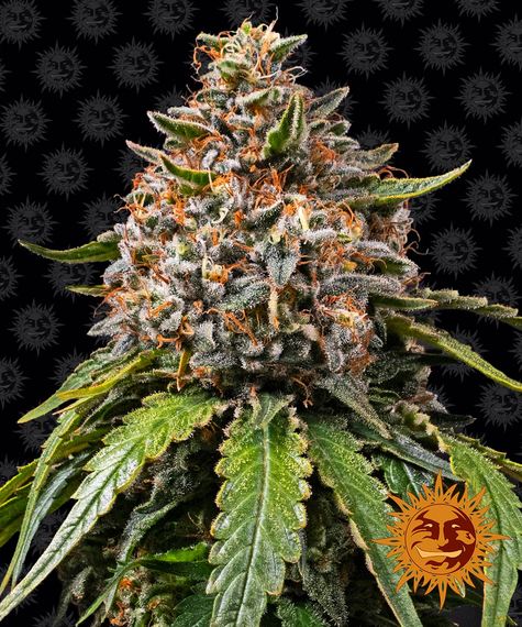 WHITE WIDOW XXL