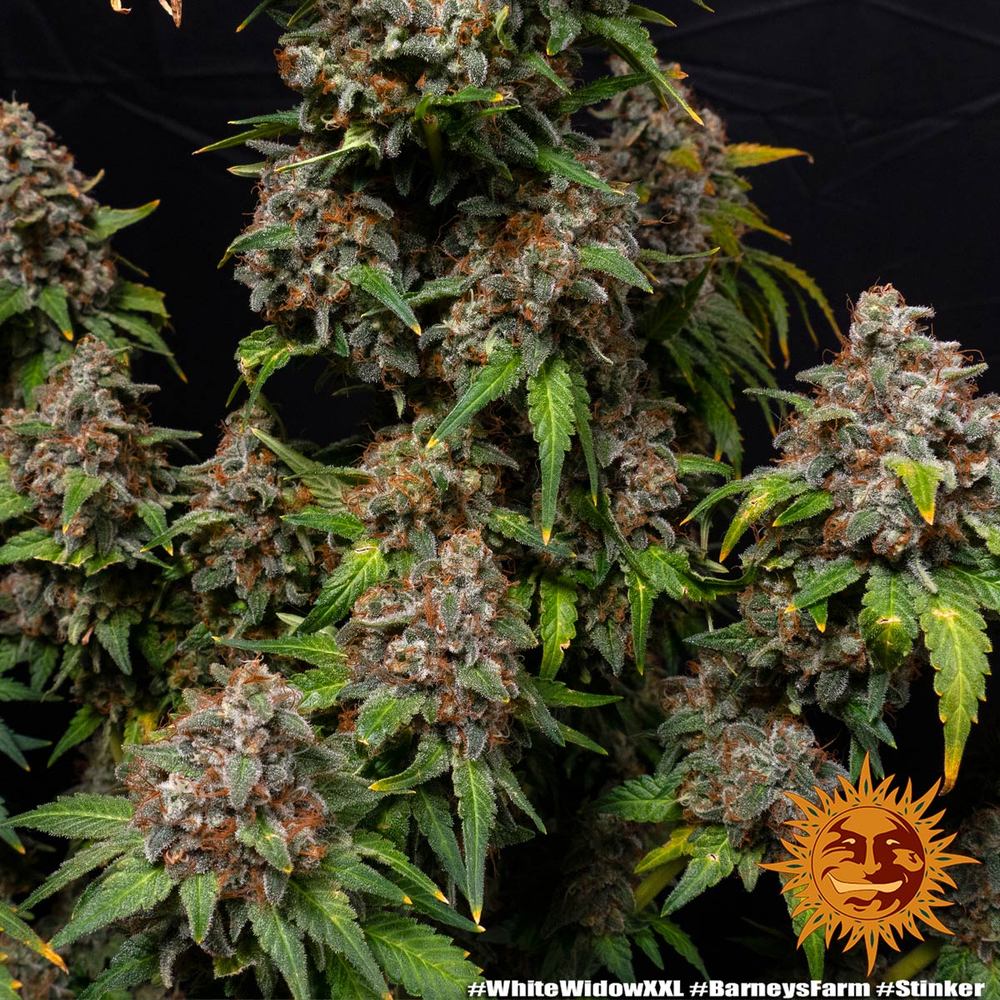 white-widow-xxl_8_671686