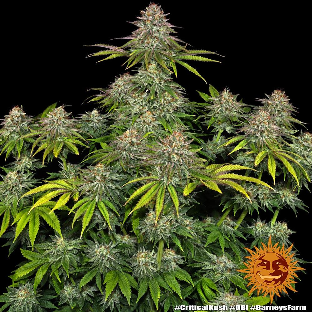 critical-kush_1_405384