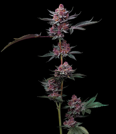 Cherry Poppers