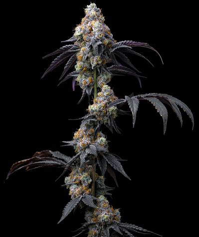Rainbow Sherbet