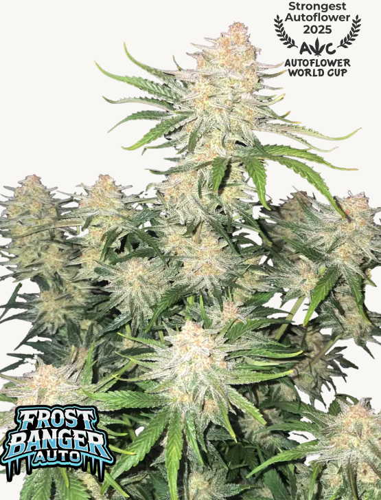 FROST BANGER AUTO