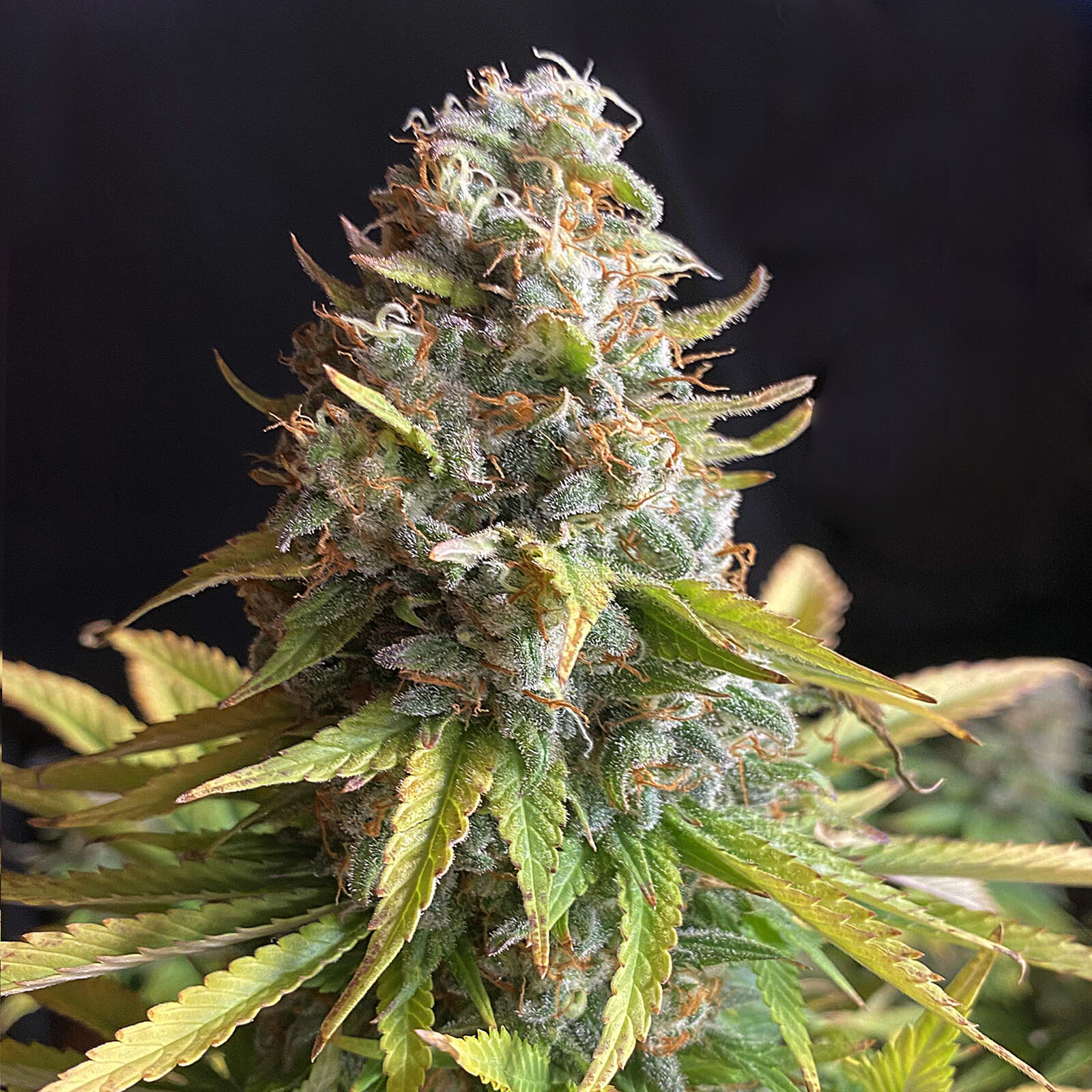AK47 X5 FEM