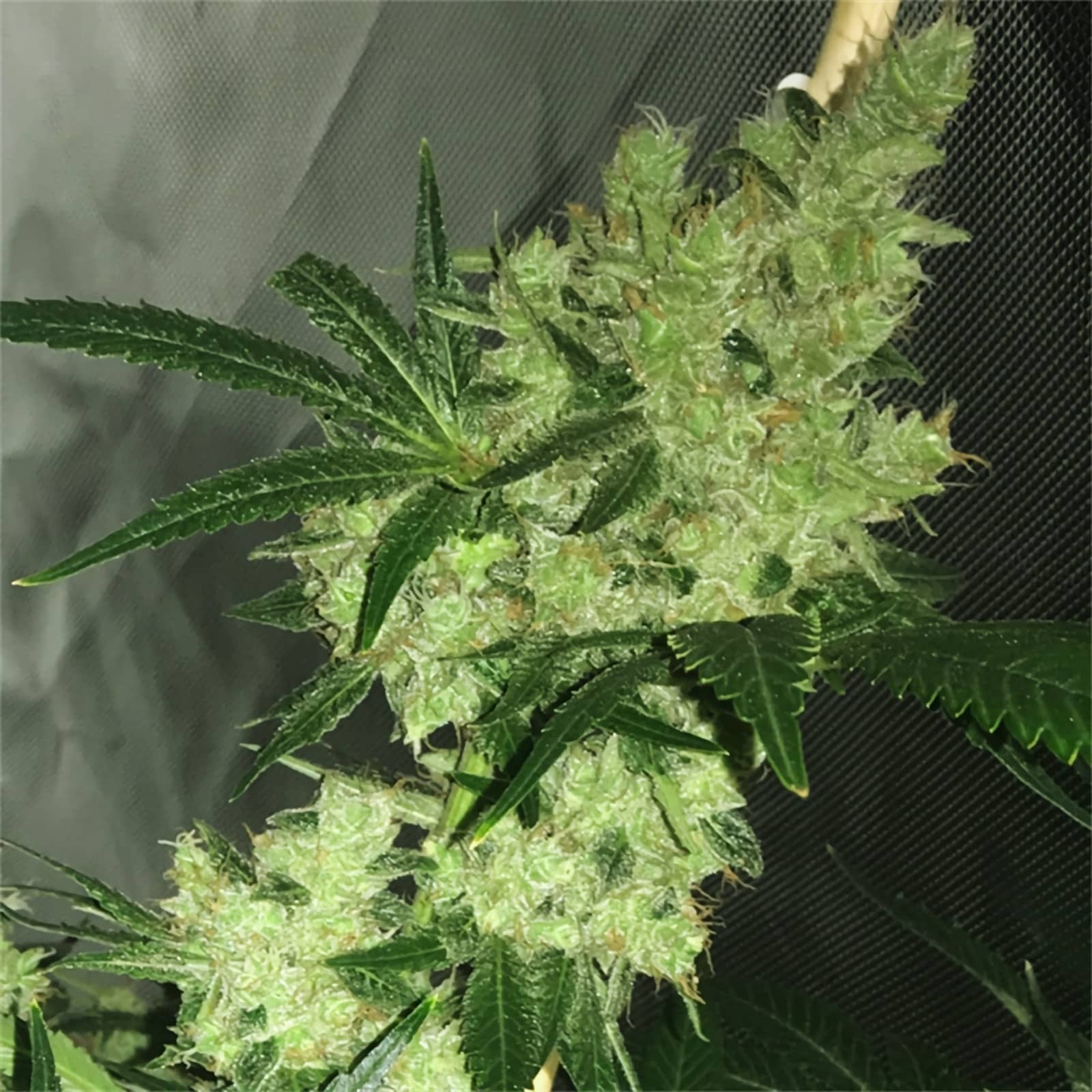 BRUCE BANNER X5 FEM