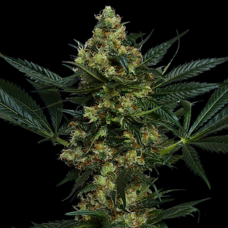 CRITICAL + 2.0 X5 FEM