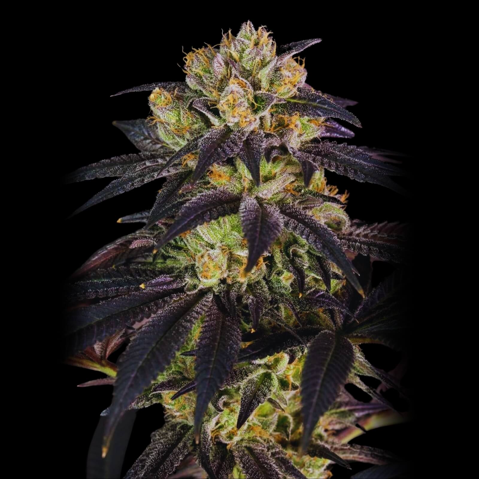 BUBBA KUSH X5 FEM