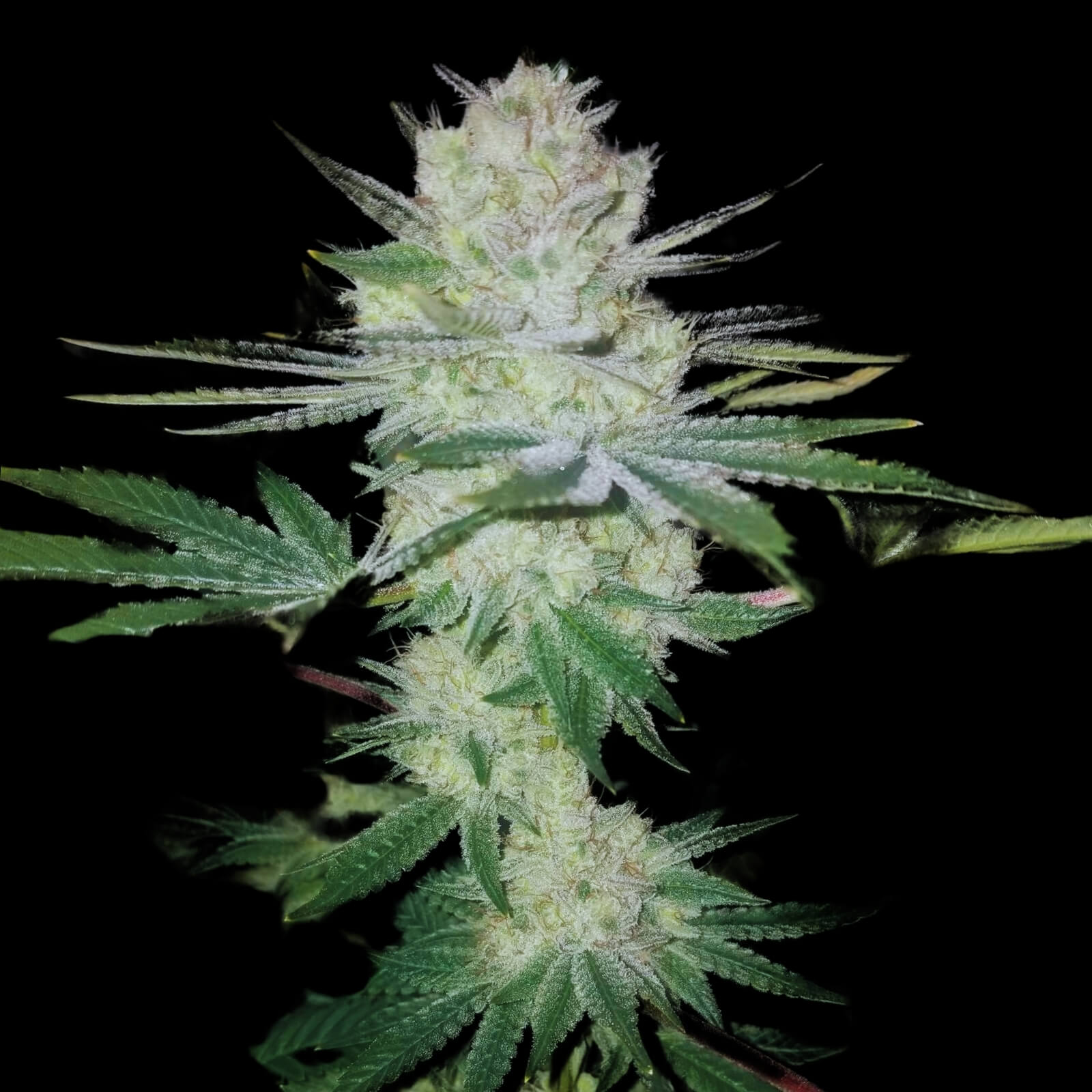 Gorilla Glue #4 X5 FEM
