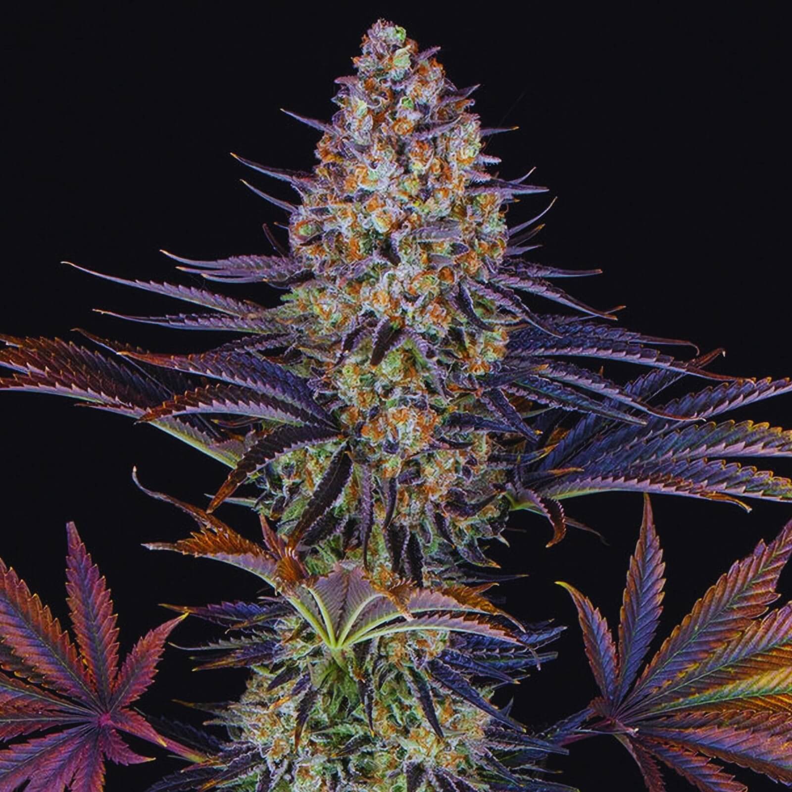 LSD X5 FEM