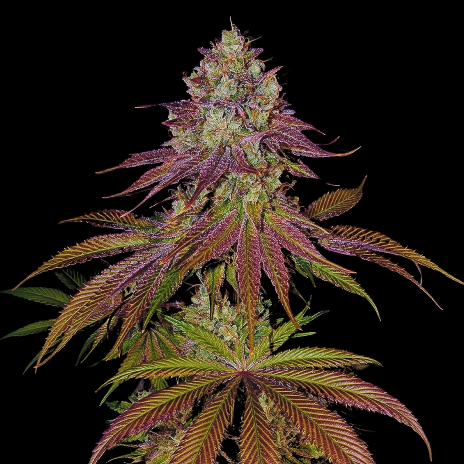 Mimosa X5 FEM