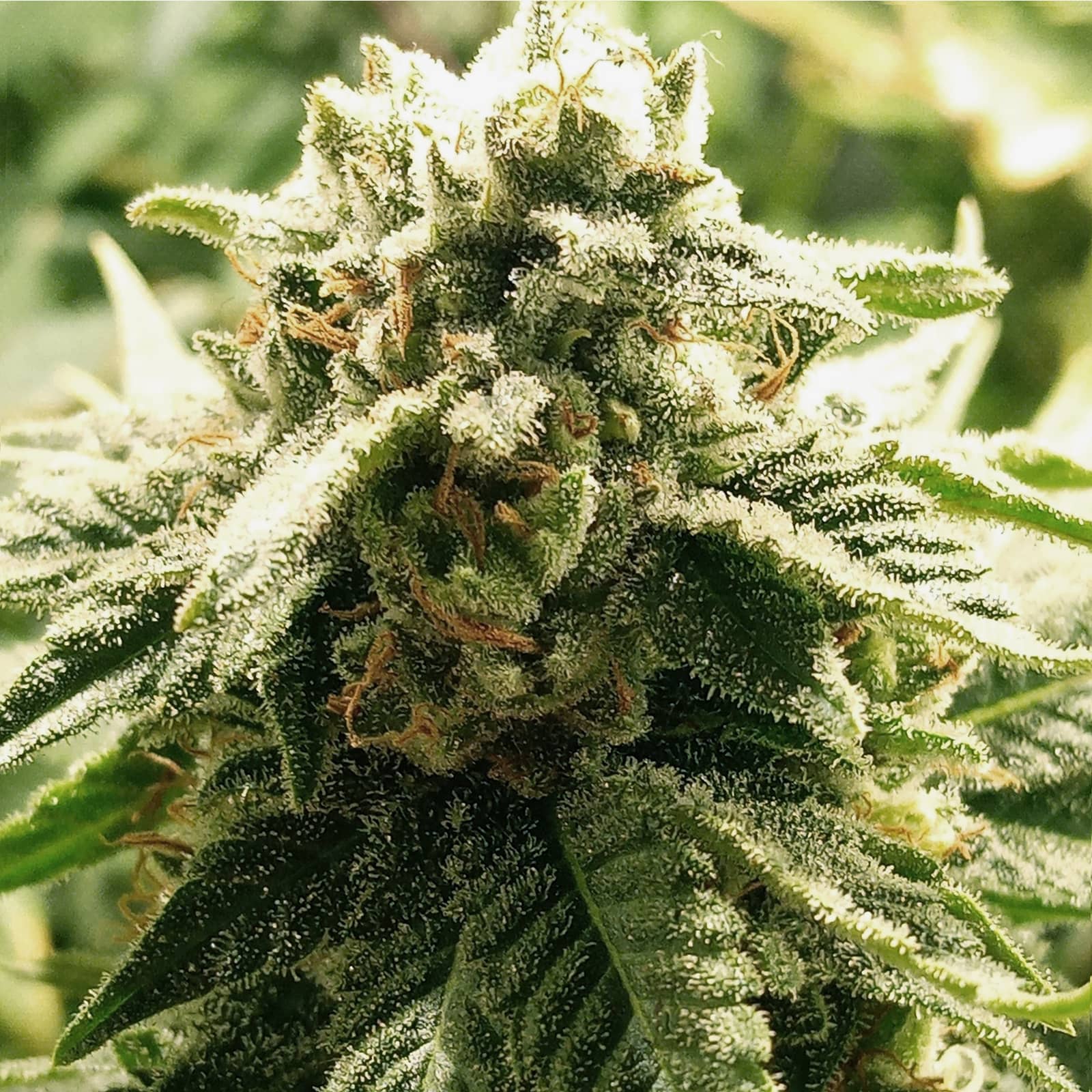MOBY DICK X5 FEM