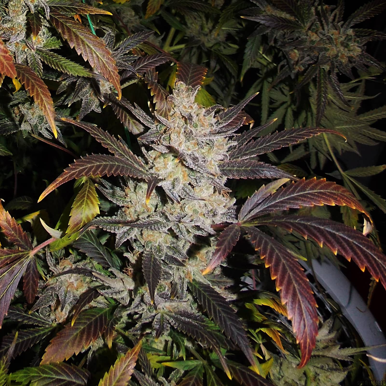 NEW YORK DIESEL X5 FEM