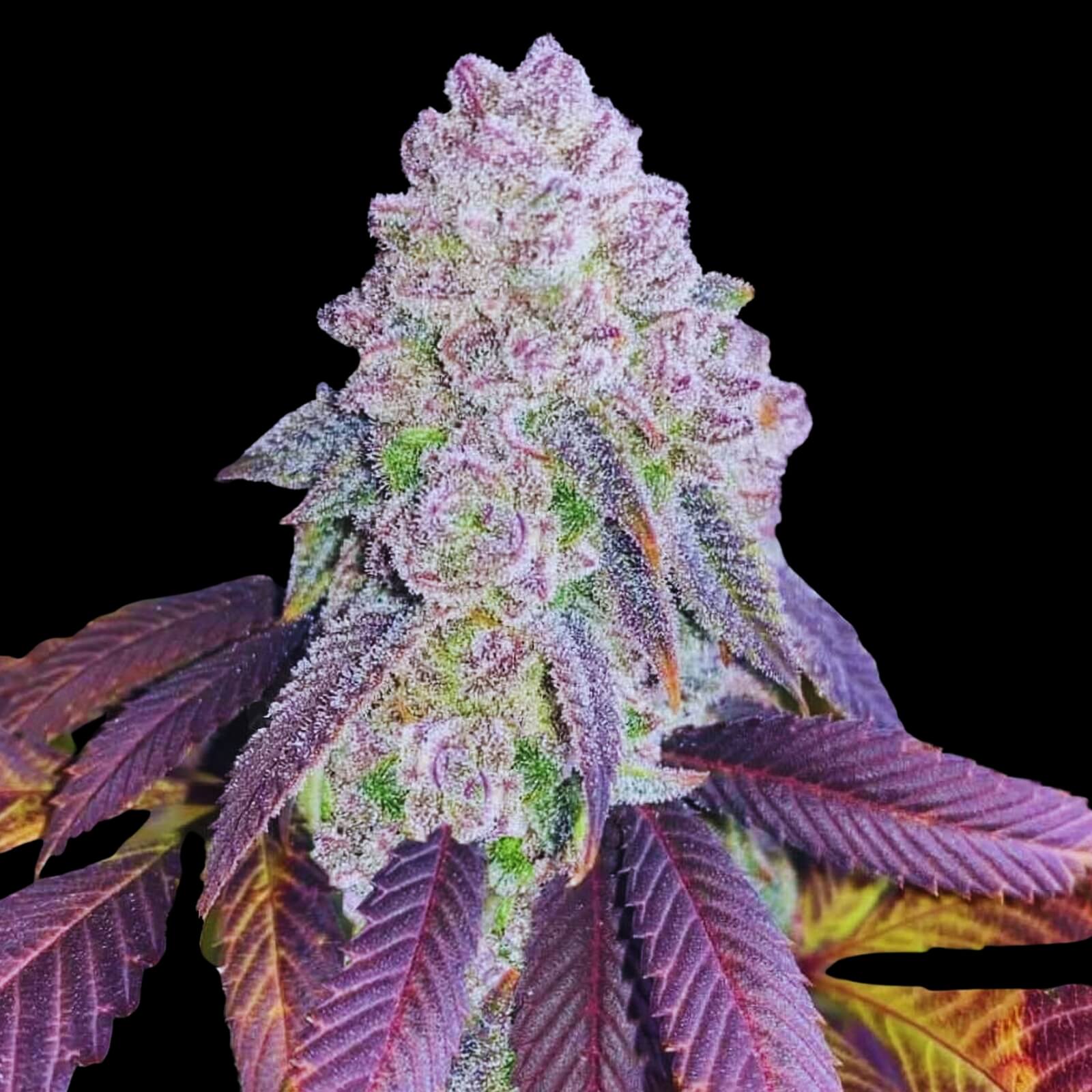 Rainbow Sherbet 11 x OG Kush FEM X5