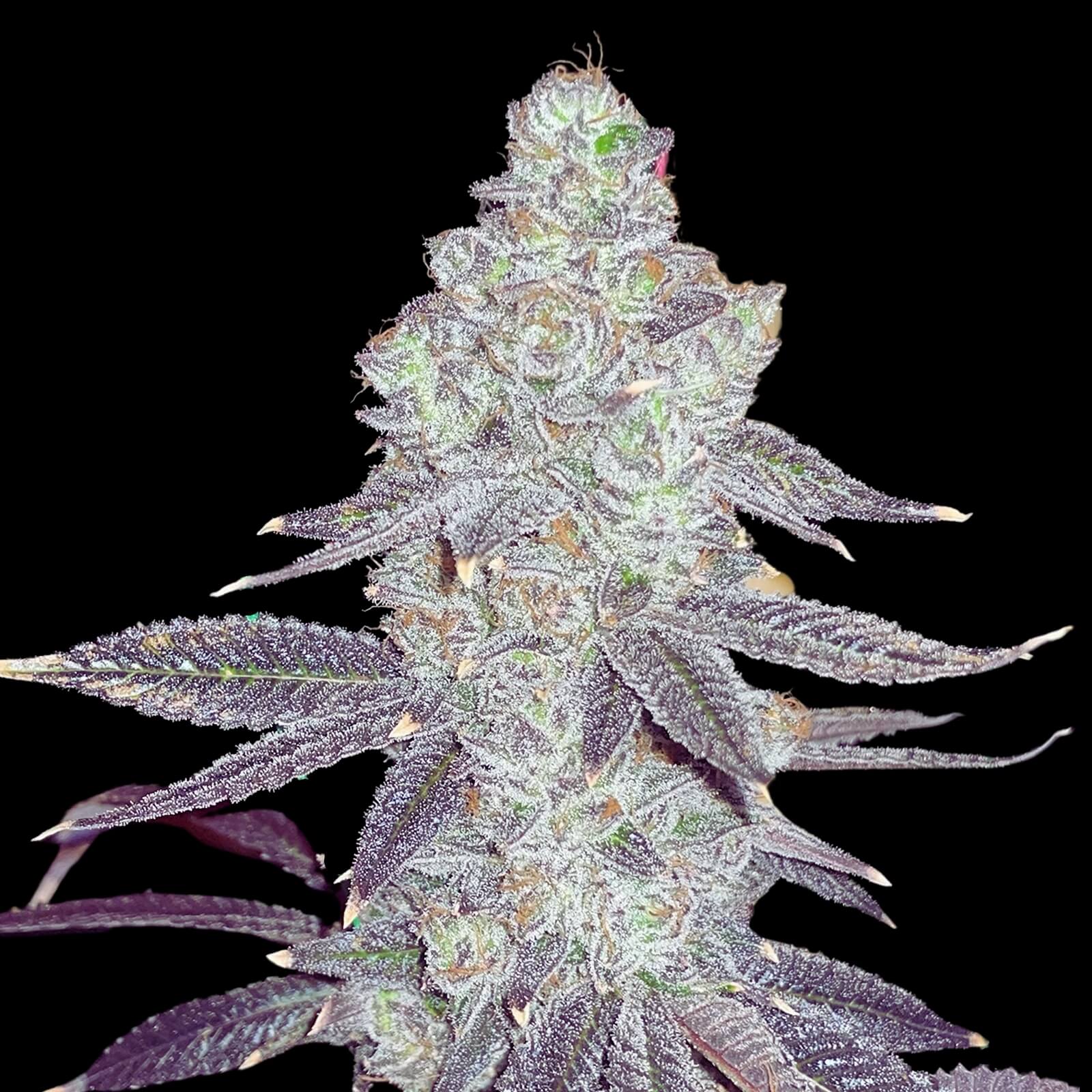 White Truffle FEM X5
