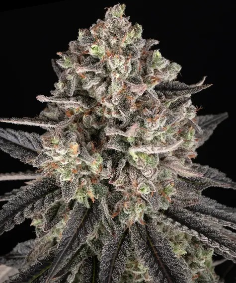 Blue Dream