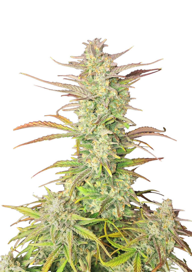 Z-UP AUTO