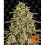 amnesia-lemon_circle_new_12_871528