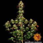 amnesia-lemon_8_241136