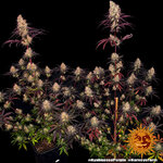 ayahuasca-purple_10_241293