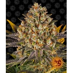 banana-punch_circle_new_21_207224