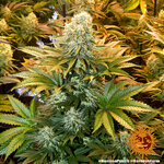 banana-punch_2_741882