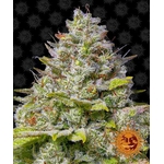 blue-gelato-41_circle_new_12_877483