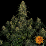 blue-gelato-41_5_243213