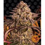 blue-sunset-sherbert_circle_new_21_371019