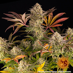 blue-sunset-sherbert_3_243396