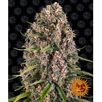 blueberry-cheese_circle_new_21_695059