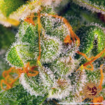 blueberry-cheese_9_758338