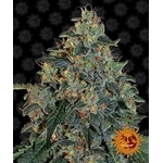 blueberry-og_circle_new_12_875301