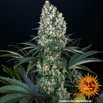 blueberry-og_2_243776