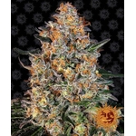 bubba-kush_circle_new_21_666967