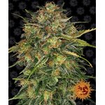 cheese_circle_new_21_049715