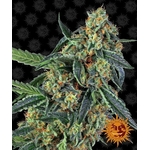 cookies-kush_circle_new_12_873656