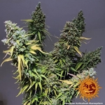 critical-kush_8_263531